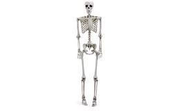 Halloween Skelet 150 cm